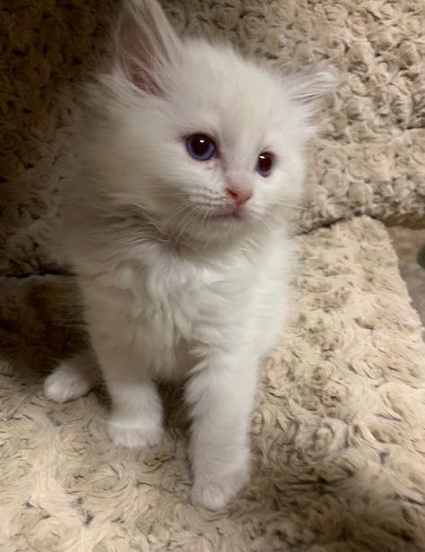 Ragdoll Kittens For Sale