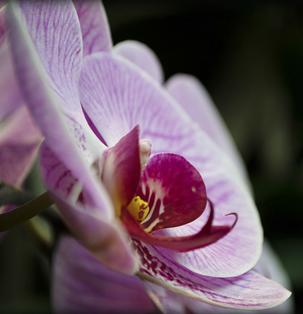 Flowers & Nature