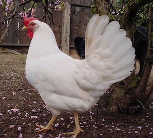 White leghorn hen for sale in Scotland