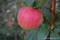 Rim's Edge Orchard Pick Your Own Zestar! Apple