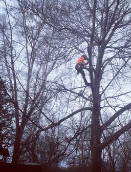 Tree Cutting grimsby, Storm damage clean up, residential tree service, arborist in tree