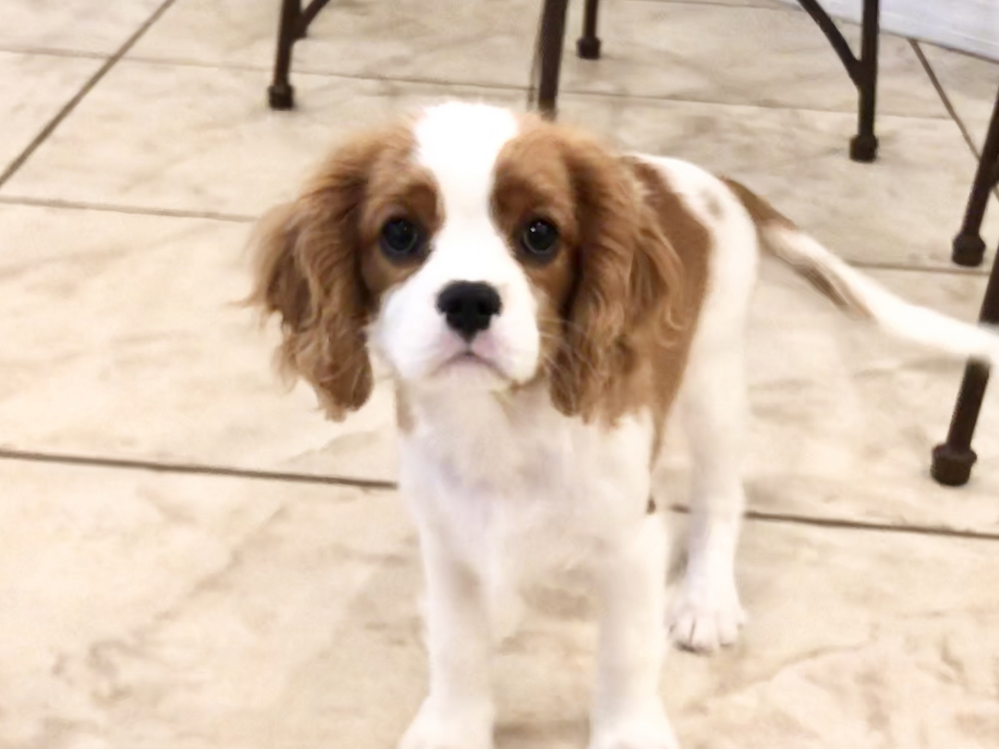 Cavalier King Charles Spaniel Puppies for Sale