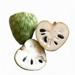 Atemoya Annona Squamosa X Cherimoya Fruit Tree Davie Florida