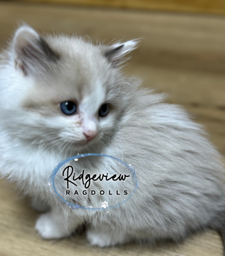 Ragdoll Kittens for sale