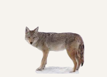 New Mexico Coyote