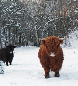 Scottish highland cattle,Black highland cattle,Highland cattle black,Highland cattle, Highland calves