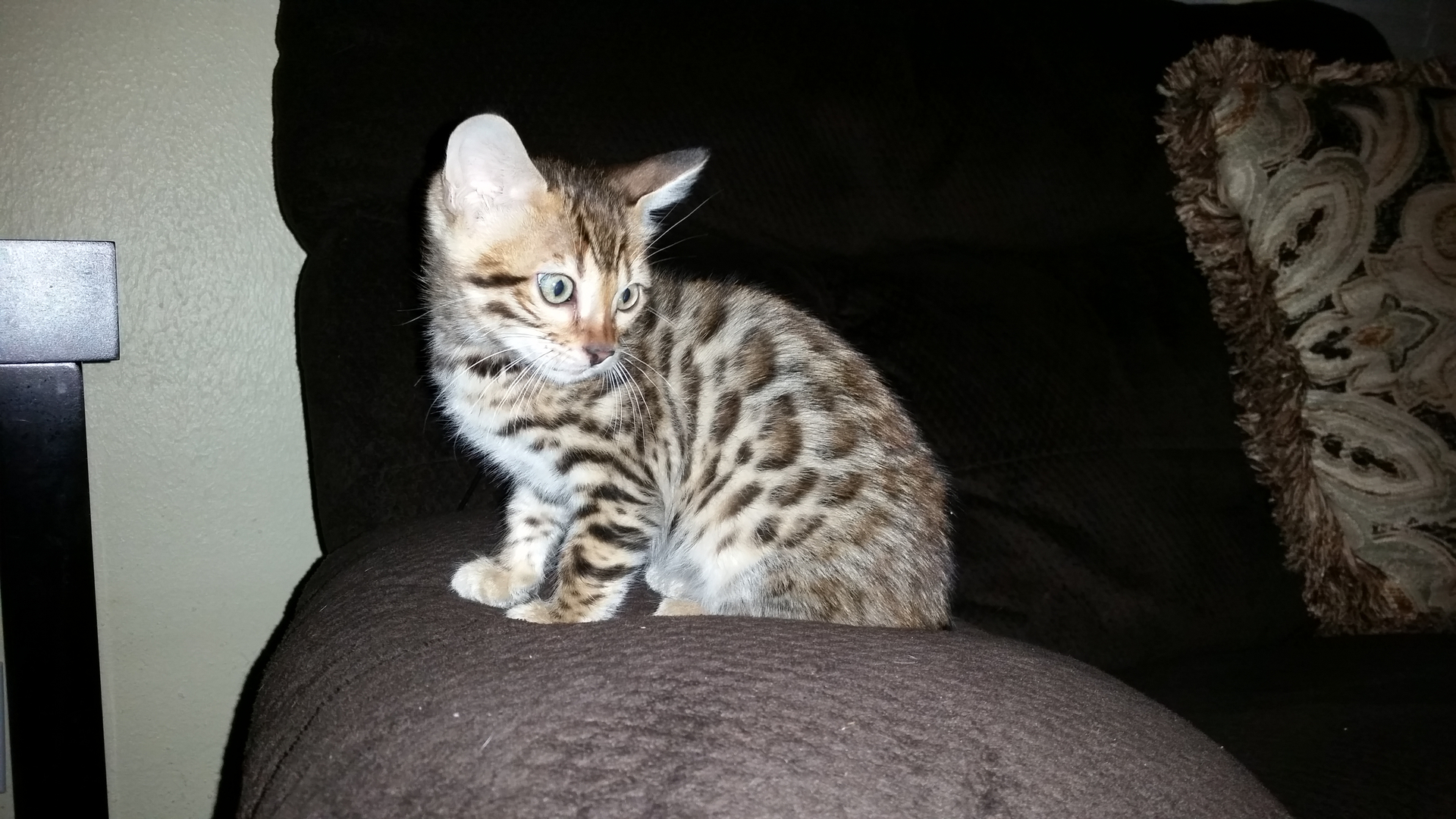 Bengal Cat for sale - Pedigree Hypoallergenic Cat - TICA Breeder - Bengal  Cats for sale near me - Brown, Silver & Snow Bengal kittens for Sale