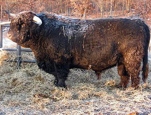 Scottish highland cattle,Black highland cattle,Highland cattle black,Highland cattle, Highland calves