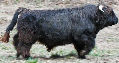 Highland cattle black,Scottish highland cattle,Black highland cattle,Highland cattle, Highland calves