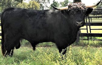 Highland cattle black,Scottish highland cattle,Black highland cattle,Highland cattle, Highland calves