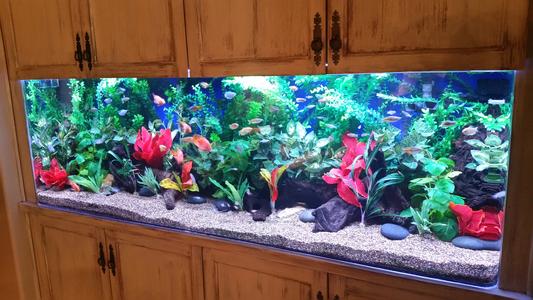 Aquarium Maintenance / Cleaning Service, Aquarium Repair Services