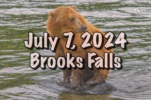 brooks falls alaska grizzly bears