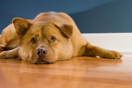 dog proof hardwood flooring