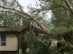 arborist, arbor, tree, removal, pruning, emergency