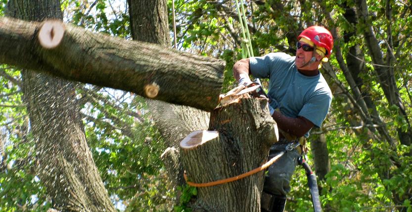 TREE REMOVAL SERVICES