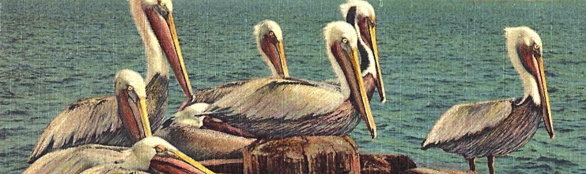 Picture of Pelicans sitting on a dock