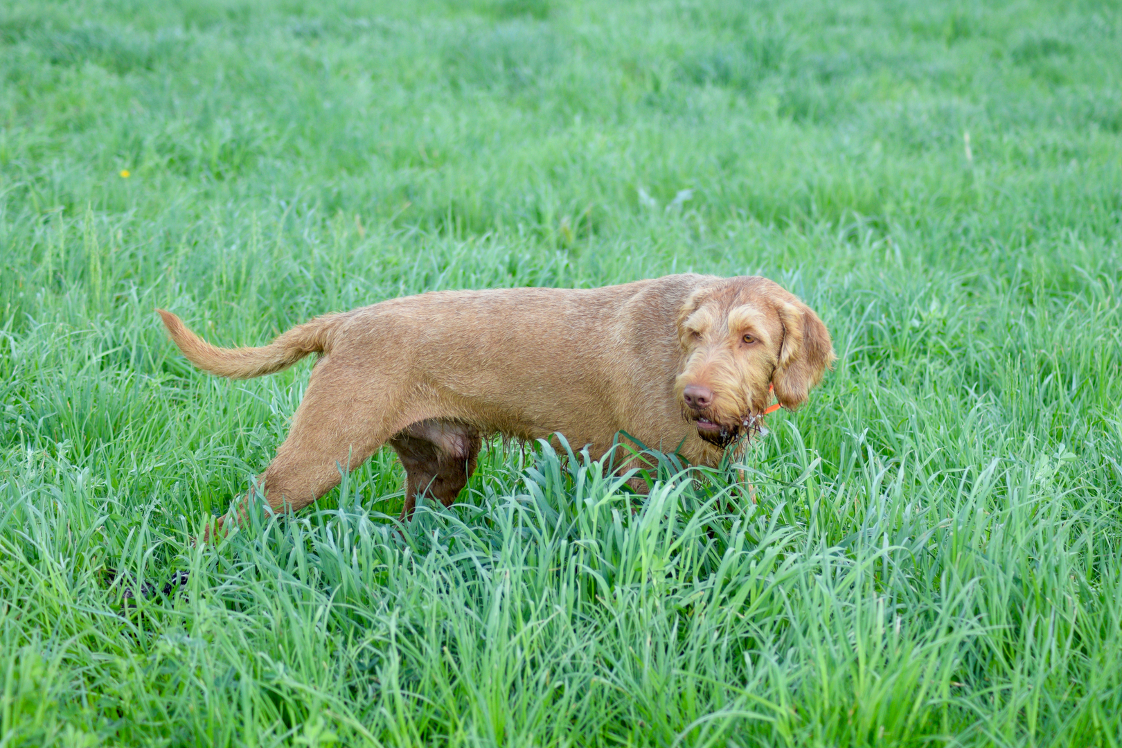 Loroka best sale wirehaired vizsla