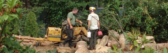Daniel is working with the arborist who cut down the tree. Daniel is grinding the stump after the large tree has been cut down.
