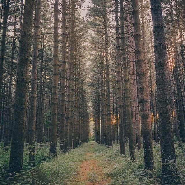 Oak Openings Metro Park