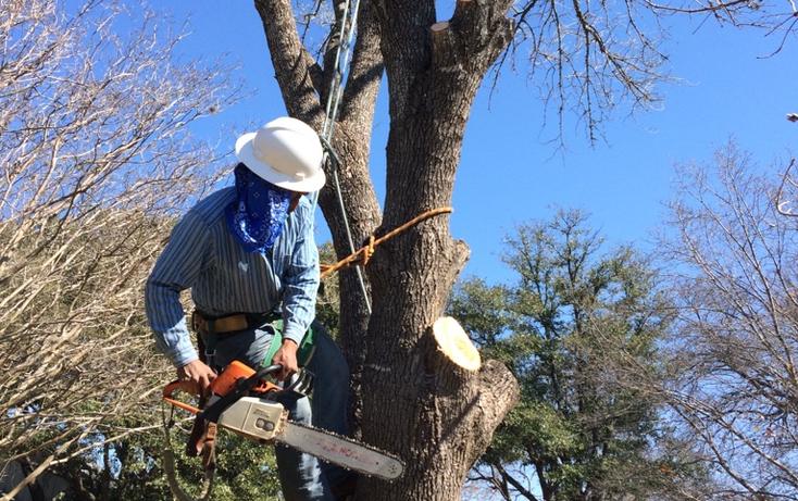 Austin Tree Services
