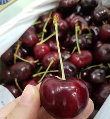 Cherry Mỹ tại Hà Nội