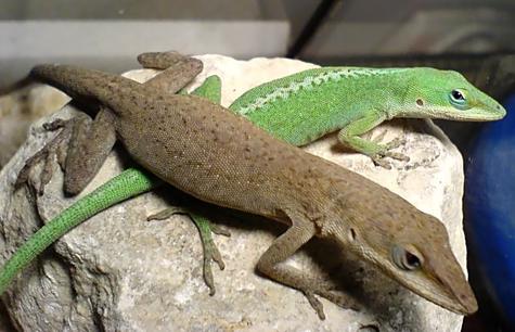 A Green Anole Diet