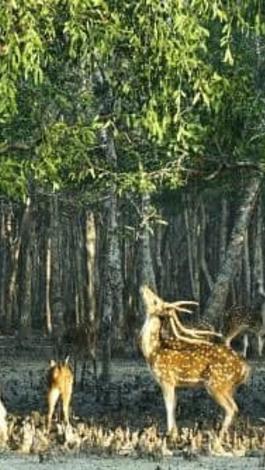 Deers Of Sundarbans