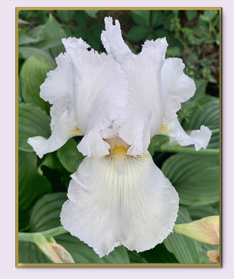 White Iris, White Flower, Spring Garden