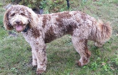 Chocolate merle hotsell mini goldendoodle