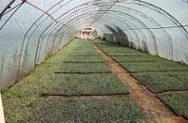 Greenhouse full of starts, Croatia