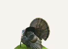 Hunting Turkey Virginia