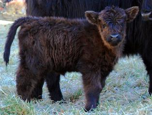 Highland cattle black,Scottish highland cattle,Black highland cattle,Highland cattle, Highland calves