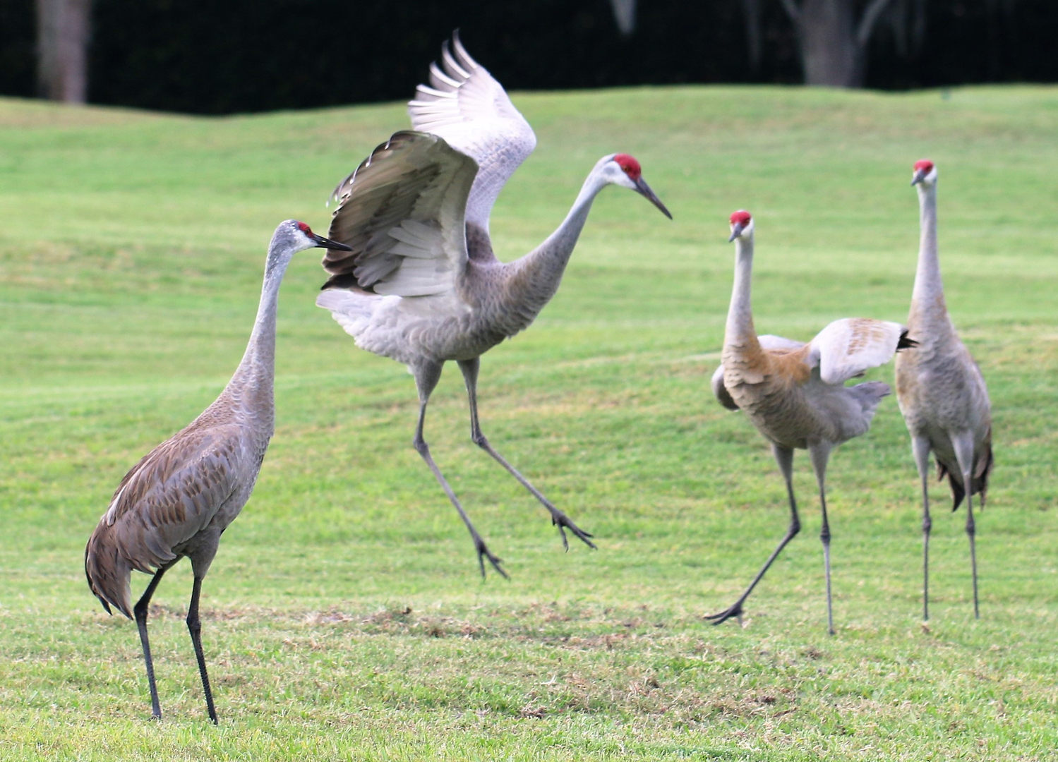 michigan sand hill cranes