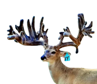 FREEZE FRAME WHITETAIL BREEDER BUCK