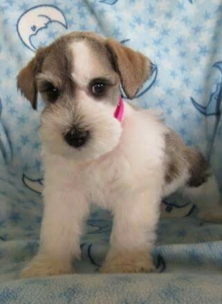 Dories mini hot sale schnauzers