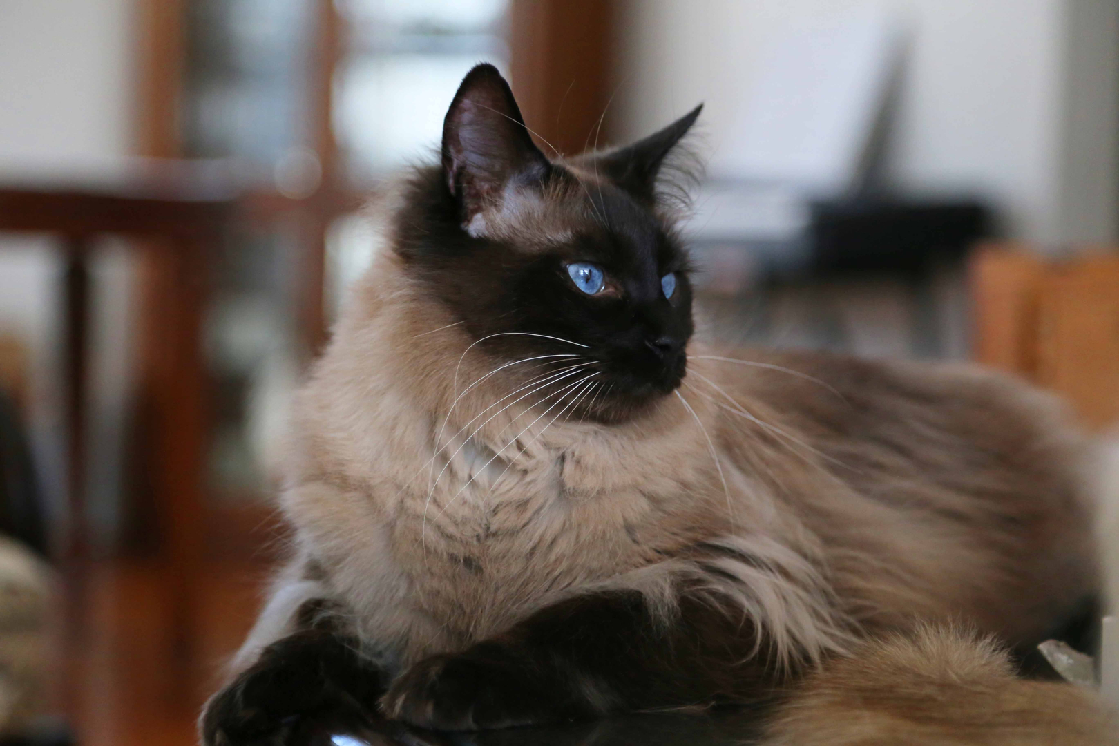 Balinese cat hot sale breeders