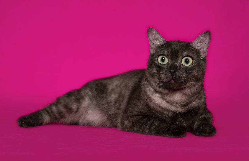 toybob kittens for sale