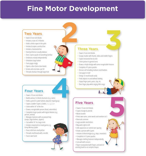 Fine motor discount gross motor cognitive