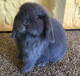 Blue mini lop hot sale rabbits for sale