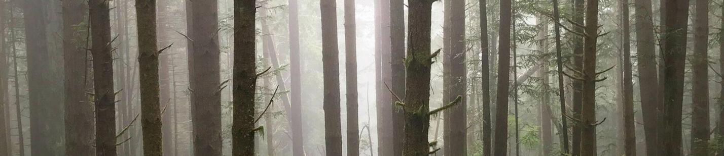 Forest of trees withthe leaves fallen off