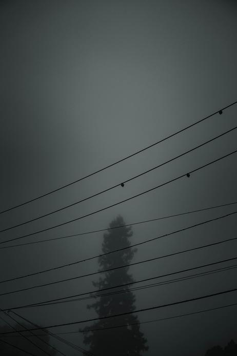 foggy gloomy tree black and white