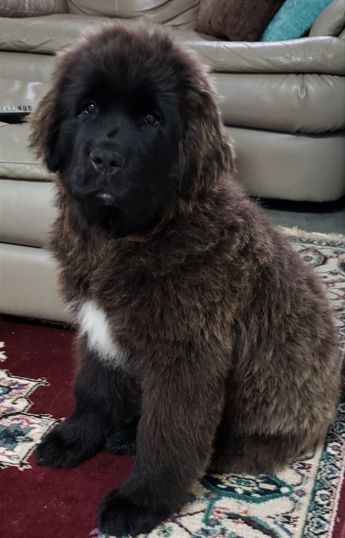 8 week hot sale old newfoundland