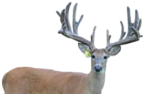 DOUBLE TAKE WHITETAIL FAWNS FOR SALE IN MICHIGAN