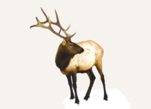 Hunting Elk Pennsylvania