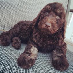 Chocolate goldendoodles sales