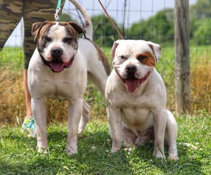 American best sale bulldog prices