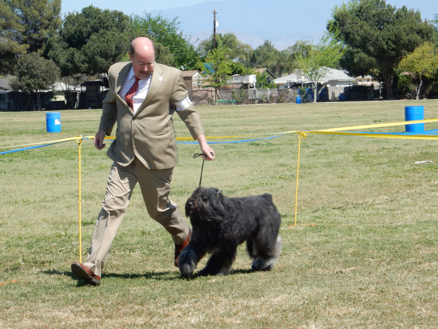 Baby lars hot sale bouvier