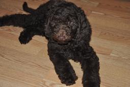 Black and best sale tan goldendoodle