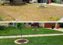 Lawn replacement