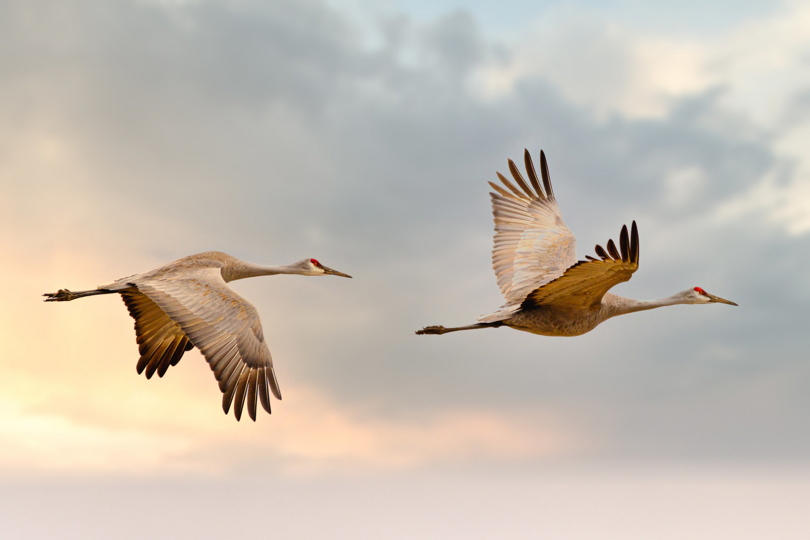 Living in Sandhill Crane Country